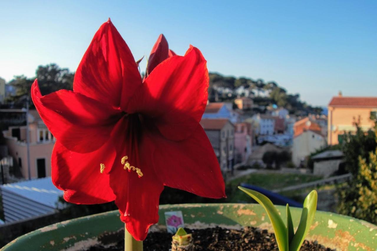 Amaryllis Residence, Apartment Diana & Deluxe Rooms With Shared Kitchen Veli Lošinj Exteriör bild